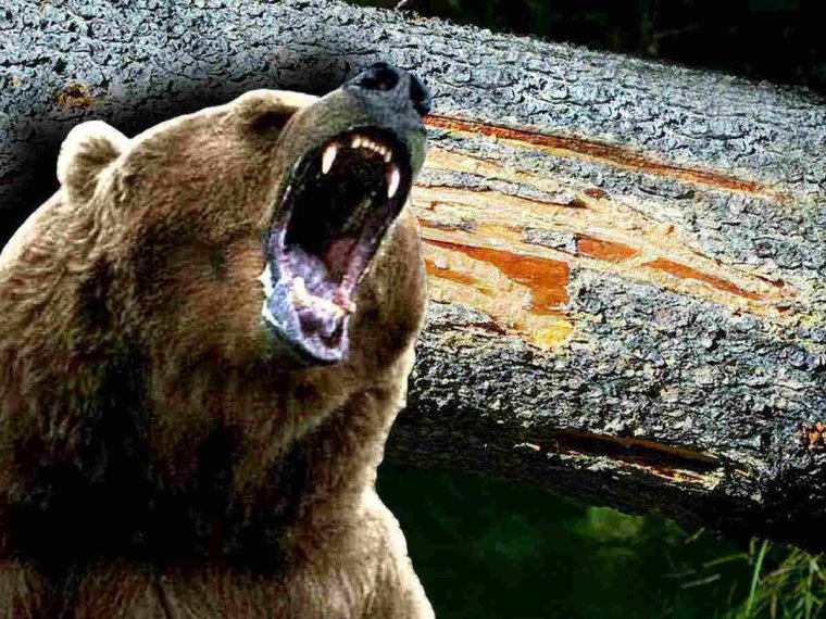 Медведь Гризли нападение