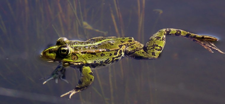 Земноводные лягушки и тритоны