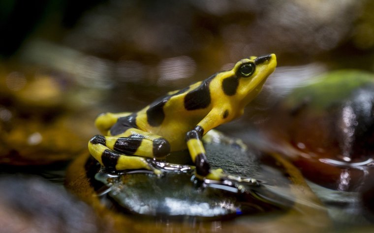 Панамская Золотая лягушка