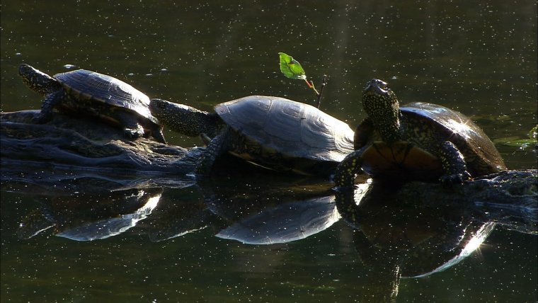Земноводные черепахи