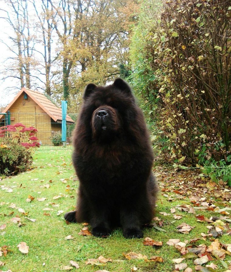 Порода чау чау медведя