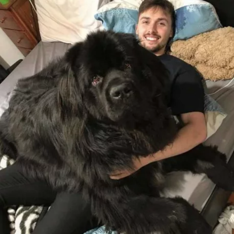 Ньюфаундленд собака медведь