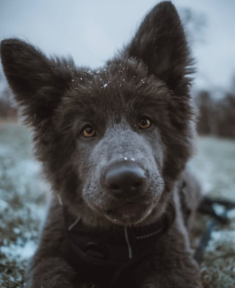 Собака похожая на волка