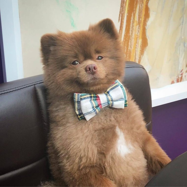 Померанский шпиц Бертрам