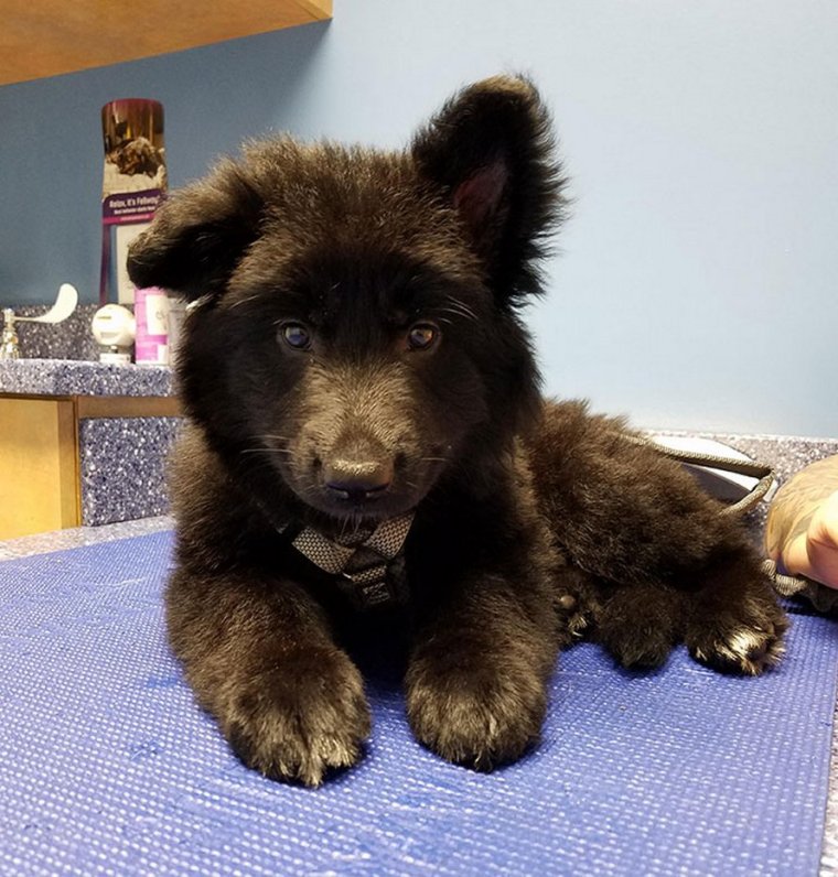 Собака похожая на медведя порода