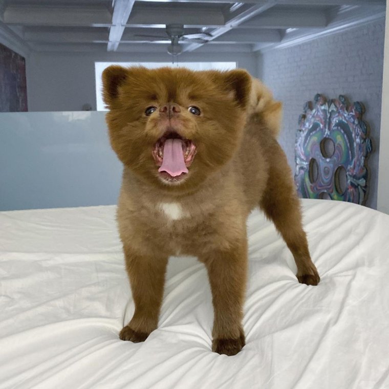 Бертрам шпиц-Медвежонок