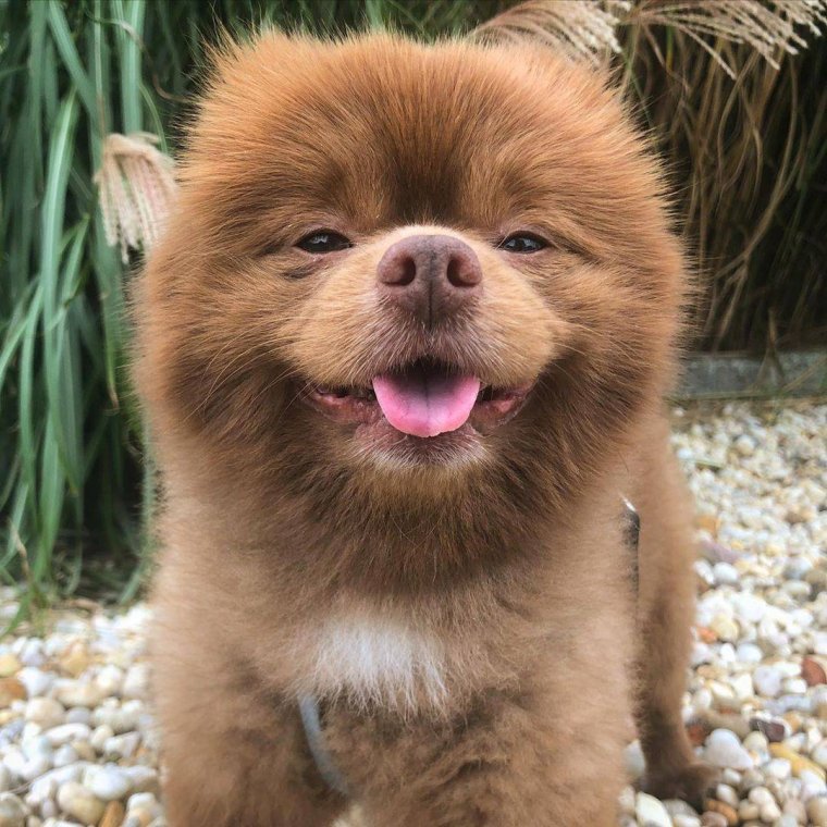 Померанский шпиц Бертрам