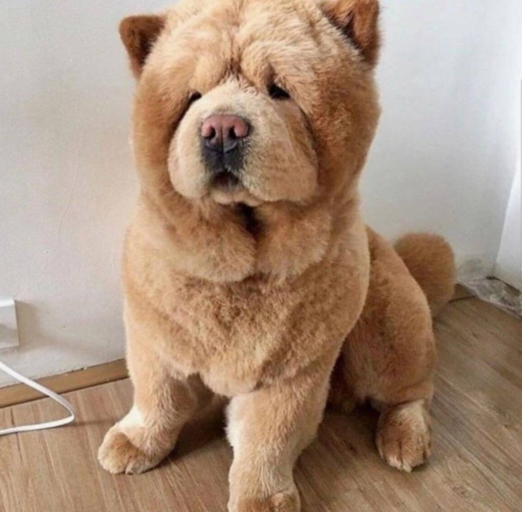 Китайский чау чау