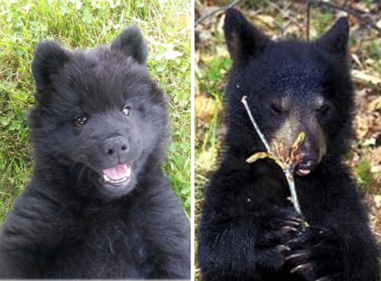 Дикая собака похожая на медведя