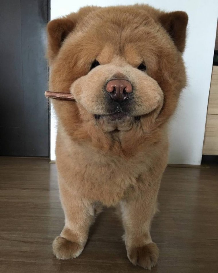 Чау чау чаудер