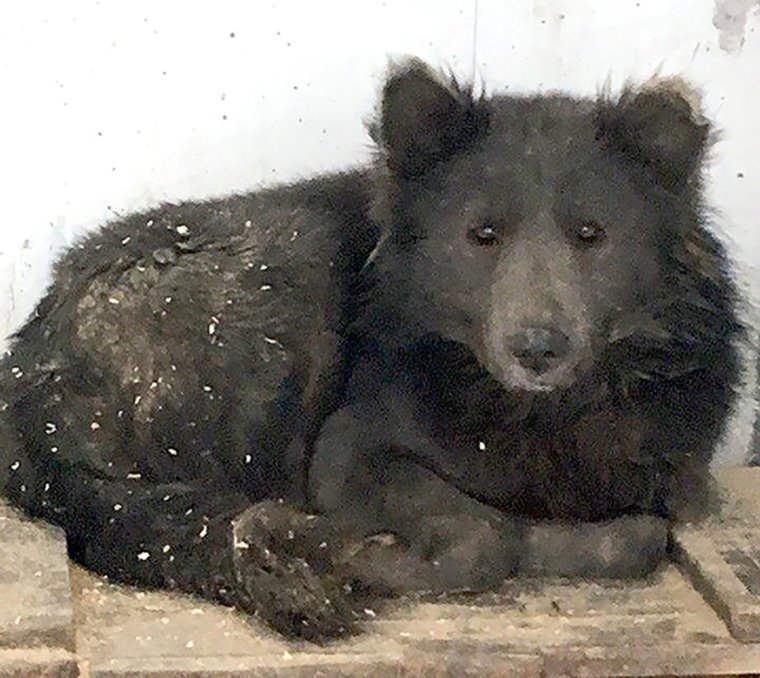 Гибрид собаки и медведя