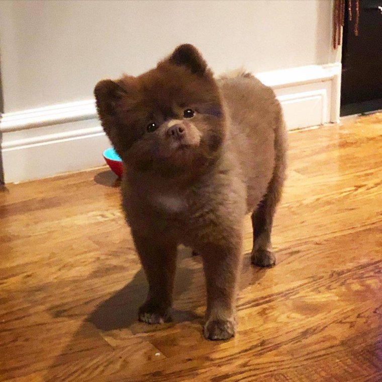 Померанский шпиц Бертрам