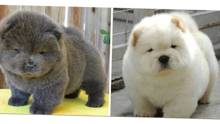 Щенок чау чау Медвежонок