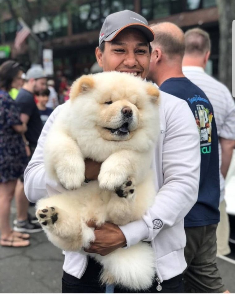 Чау-чау собака рост