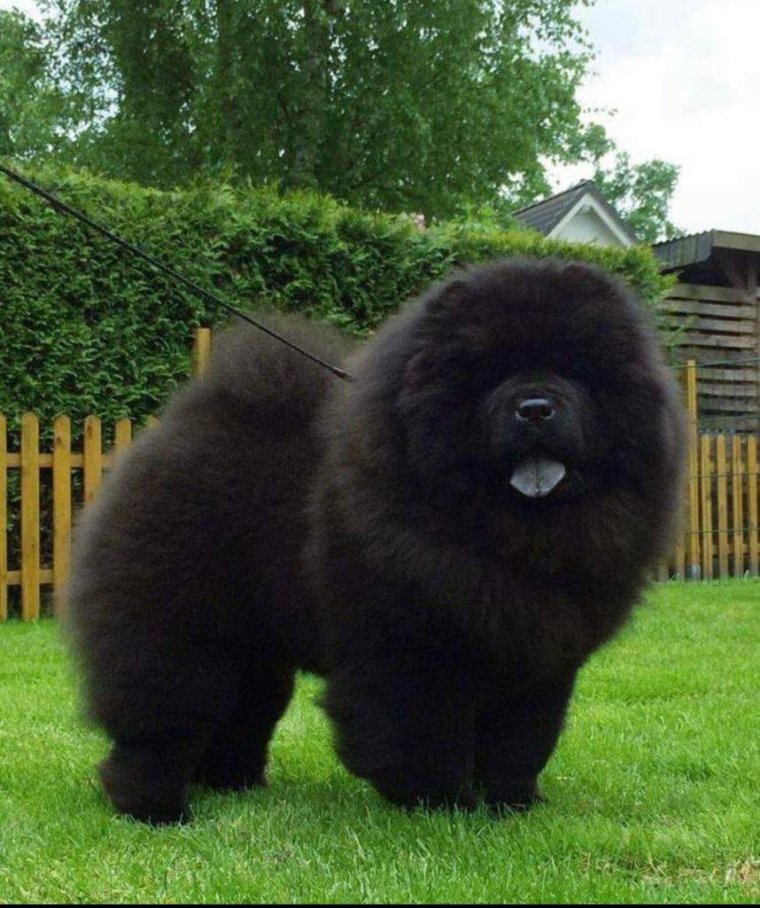 Чао Чао черный