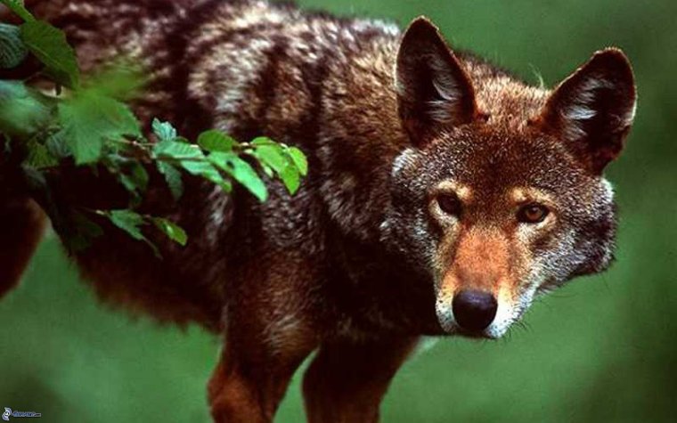 Смешанный и широколиственный лес животные