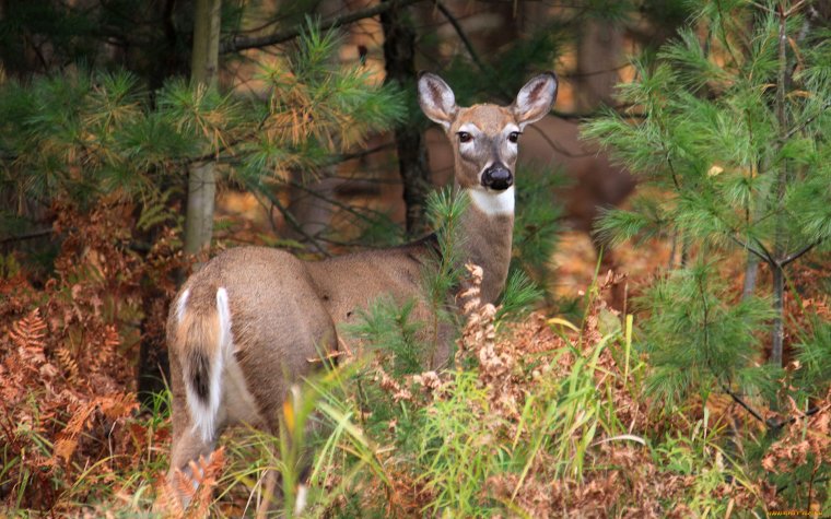 Заповедник Кедровая Падь косуля