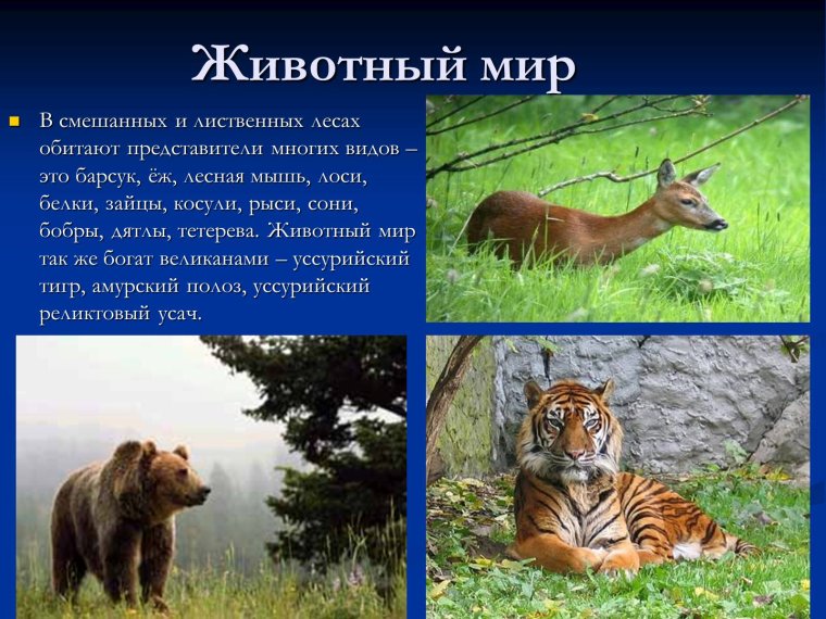 Зона смешанных и широколиственных лесов животный мир