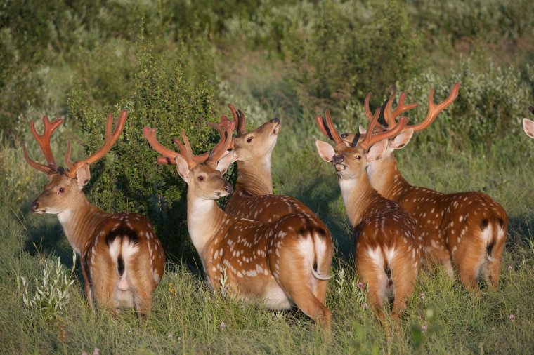 Пятнистый олень Приморский край