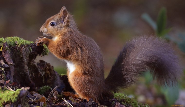 Лесная белка широколиственных лесов