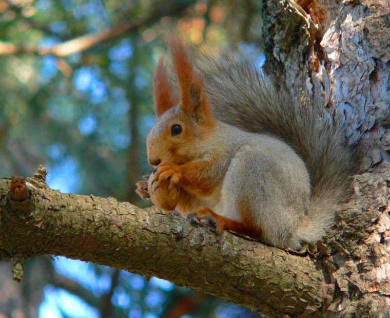 Лесная белка широколиственных лесов