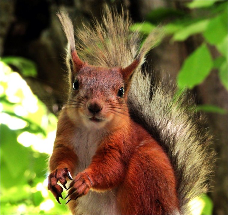 Смешанные и широколиственные леса животный мир