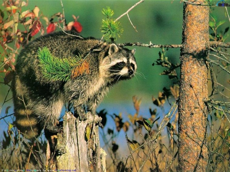 Картинки на рабочий стол енот