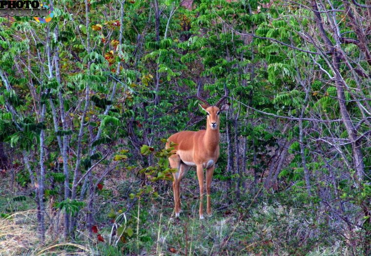 Фауна смешанных и широколиственных лесов