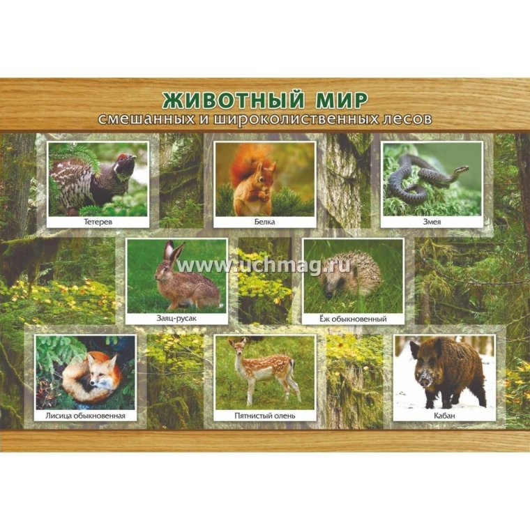 Зоны тайги смешанных и широколиственных лесов