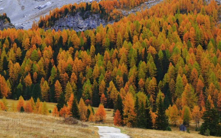 Смешанные и широколиственные леса дальнего Востока