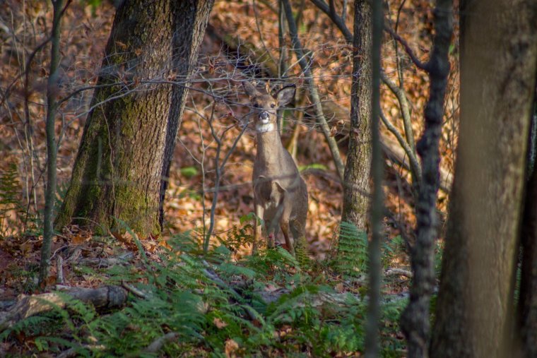 Широколиственный лес животные