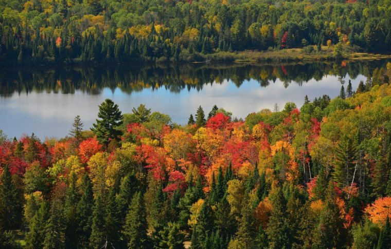 Смешанные леса России