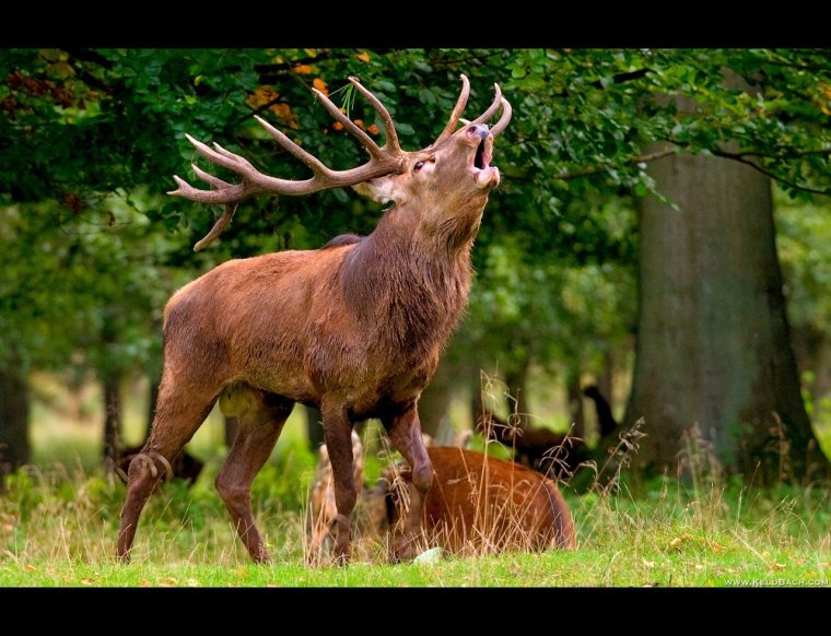 Лоси широколиственных лесов
