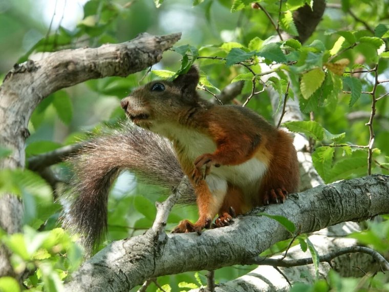 Фауна смешанных и широколиственных лесов России