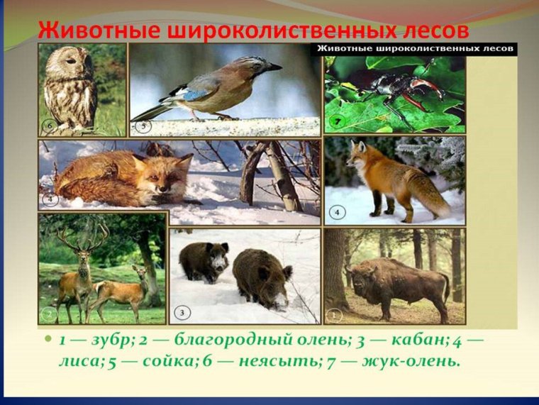 Животные природной зоны смешанные и широколиственные леса