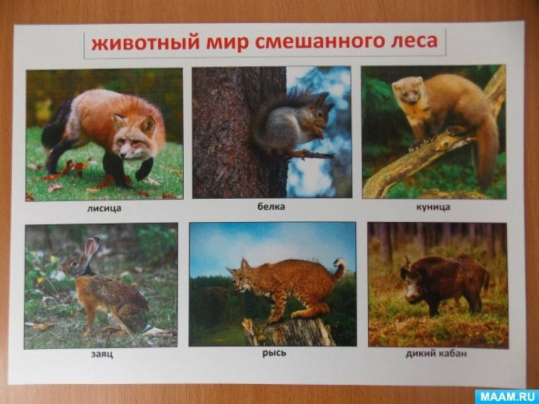 Животный мир смешанных и широколиственных лесов в России