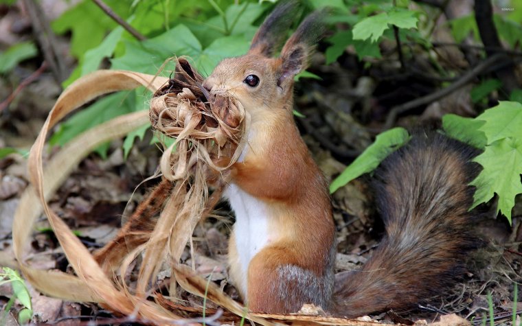 Смешанные и широколиственные леса животный мир