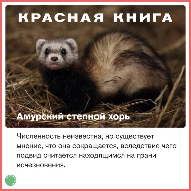 Амурский Степной хорек красная книга