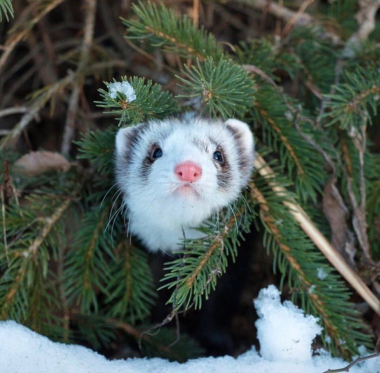 Сибирский хорек зимой