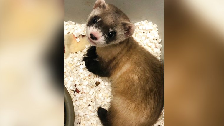 Черноногий хорек Элизабет