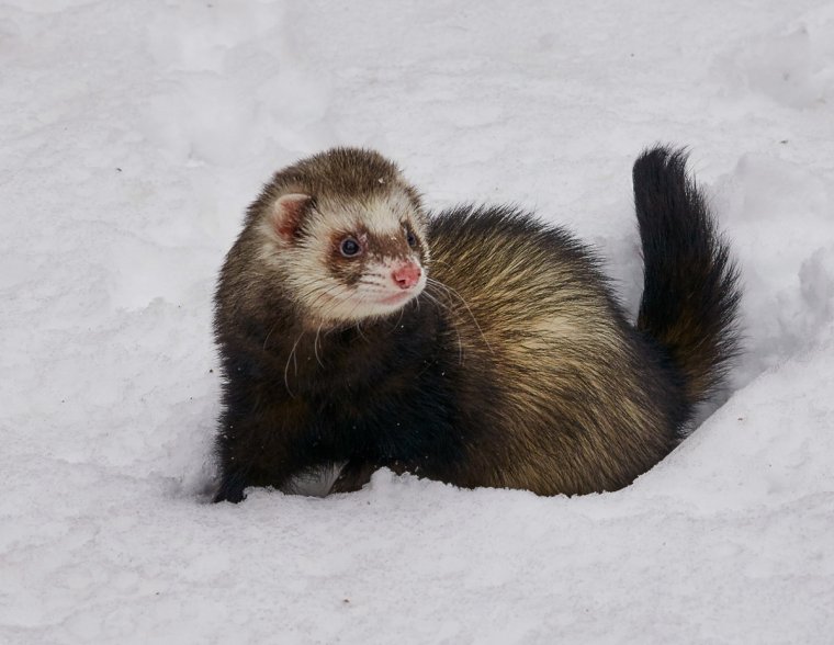 Степной хорёк