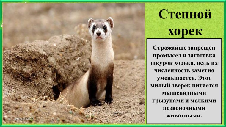 Хорь Степной красная книга Крыма