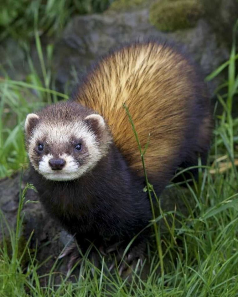 Лесной хорёк