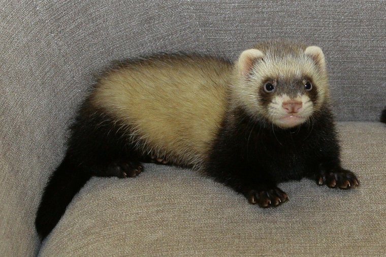 Хорёк Хонорик щенки