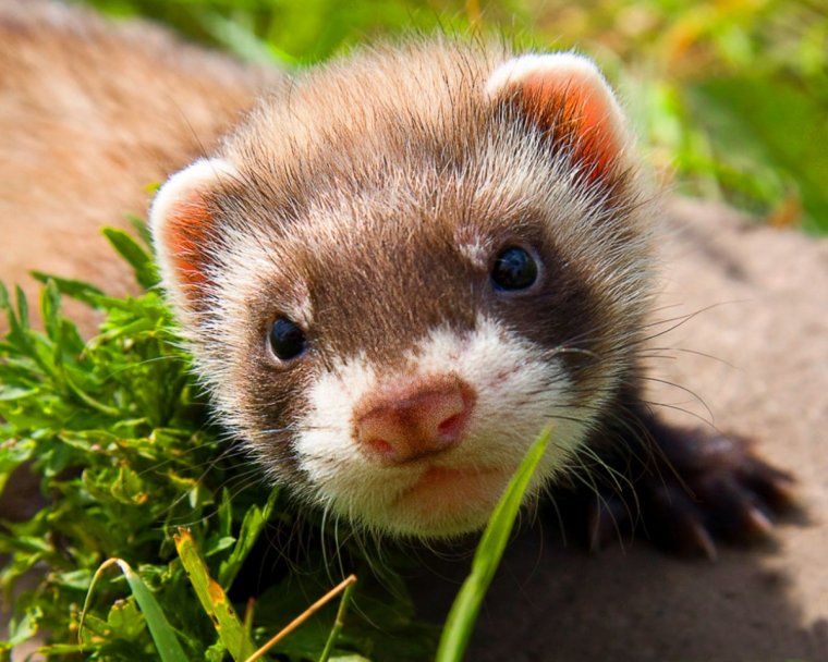 Фретка Хонорик хорёк