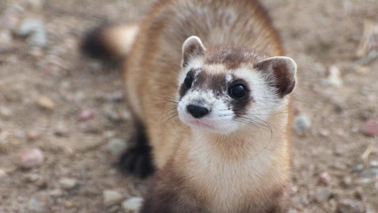 Американский черноногий хорек