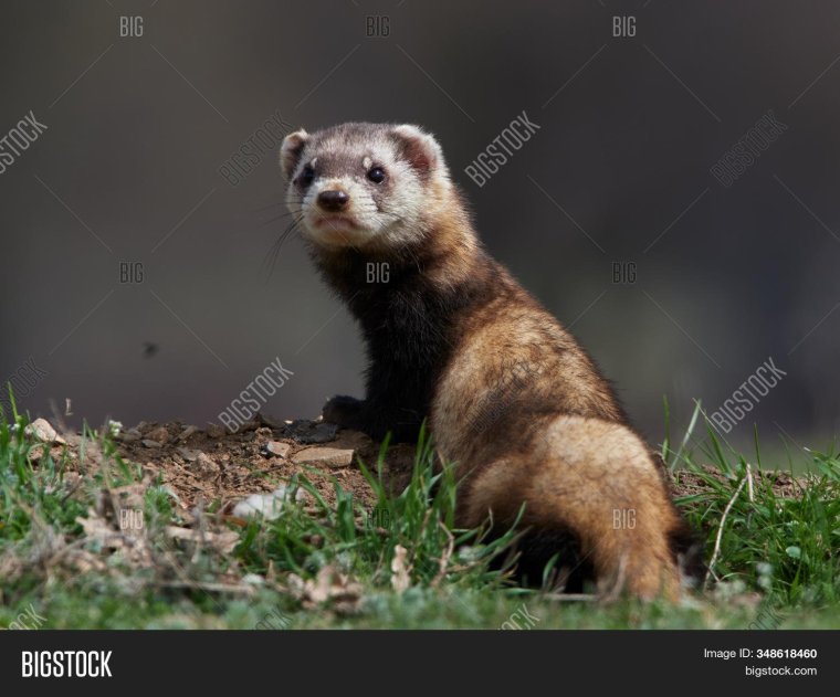 Степной хорёк Mustela eversmanii