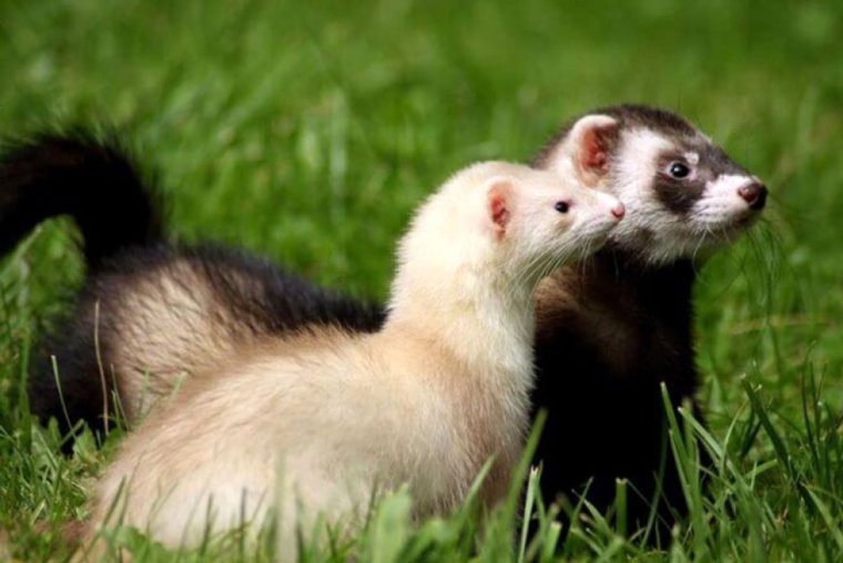 Ласки и хорьки