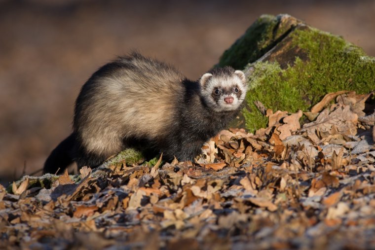 Лесной обыкновенный хорек