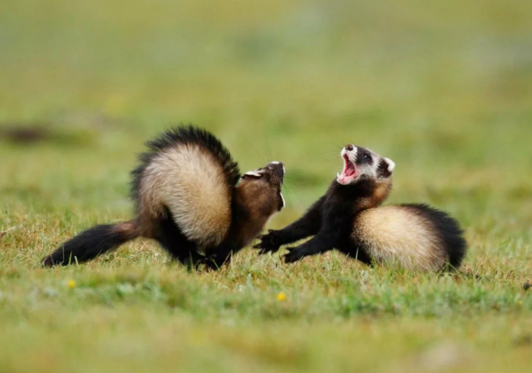 Хорь Степной Крымская